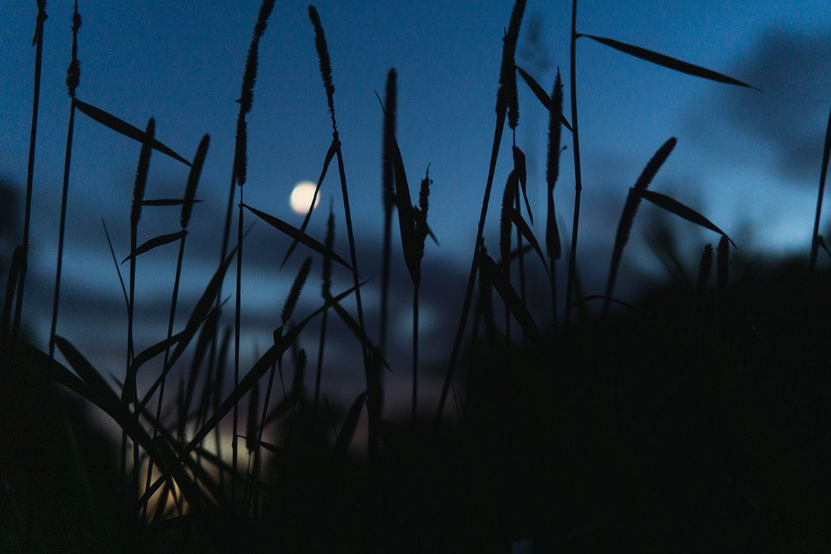 In focus blades of grass with blurred moon in background.