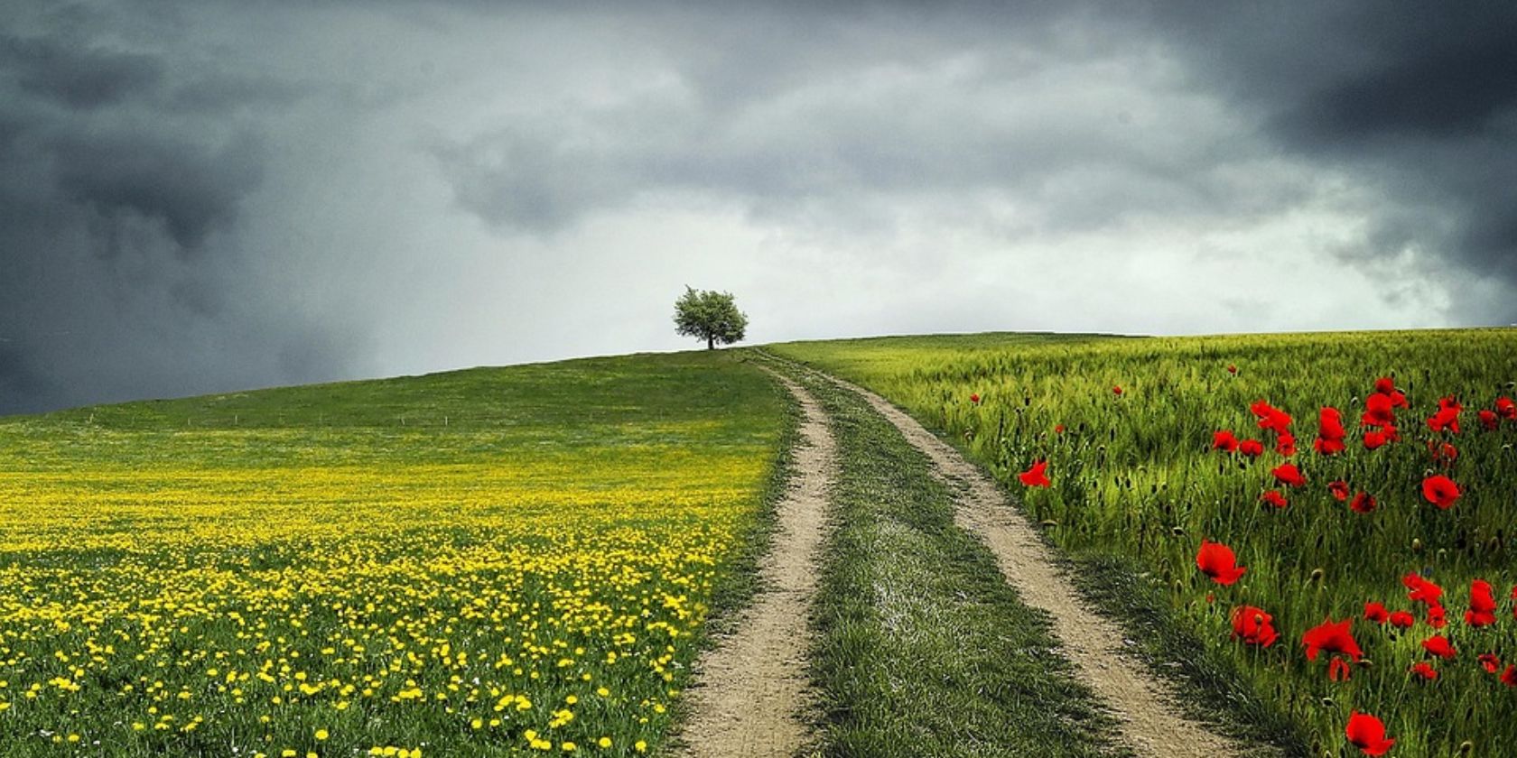 a path on a green field with flowers
