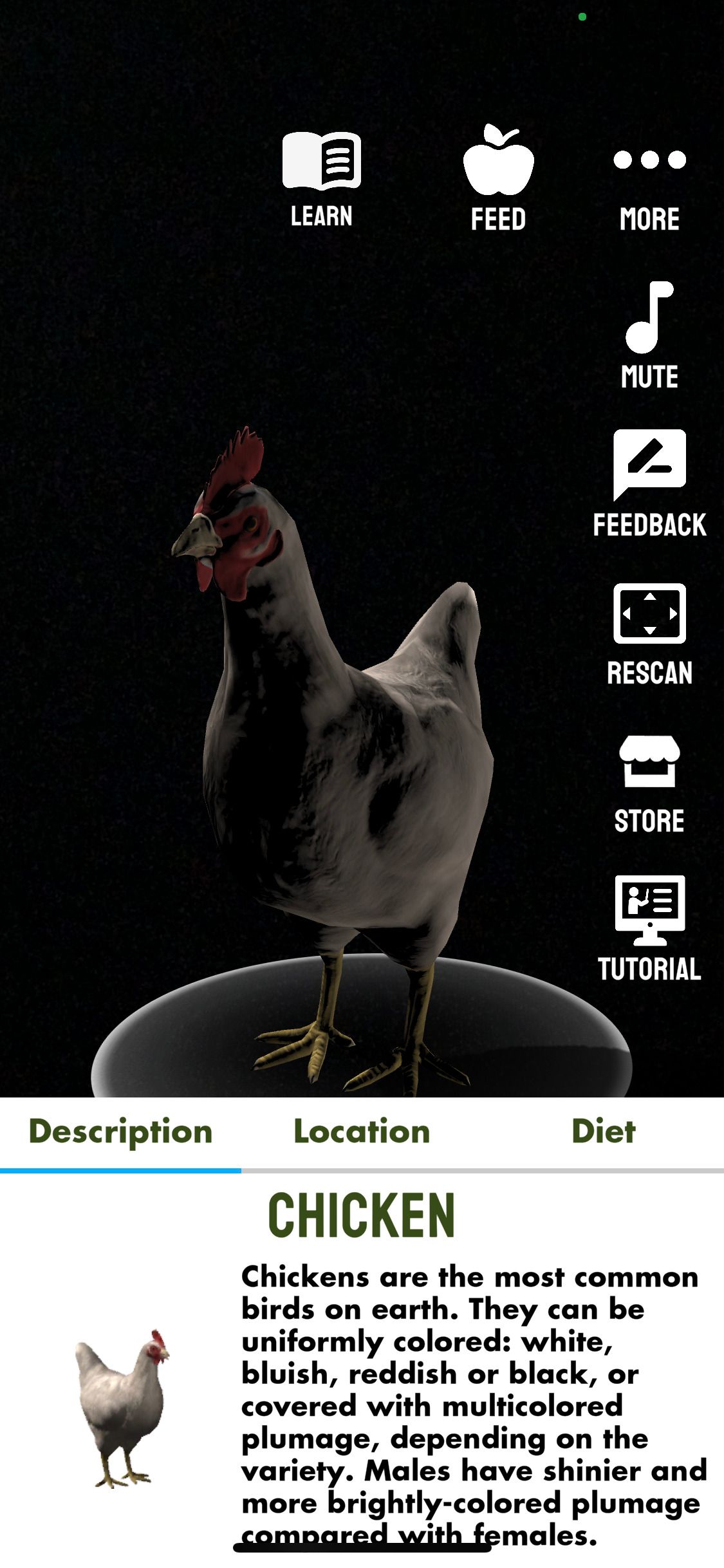 Animal Safari app Chicken