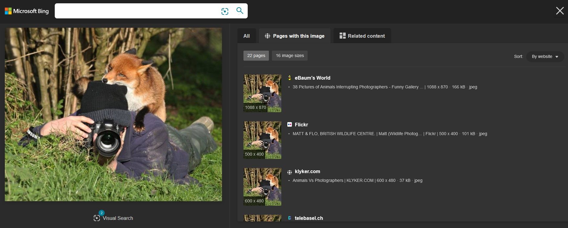 Reverse Image Search of Fox and Photographer on Microsoft Bing