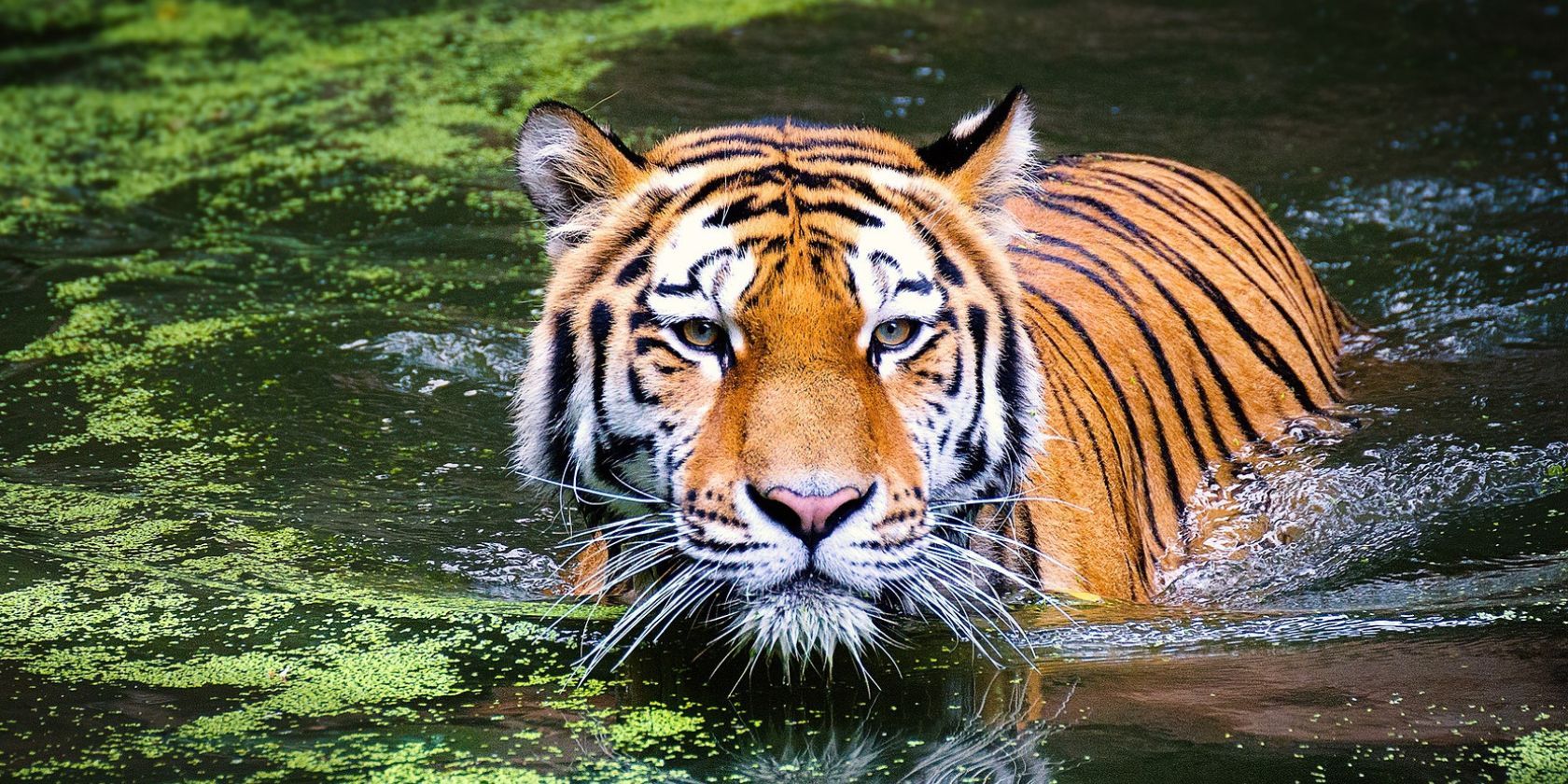 photo of tiger in river