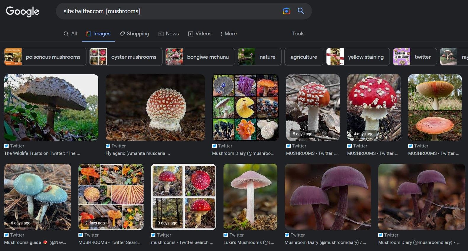 Using Google's Site Operator for Twitter Images of Mushrooms