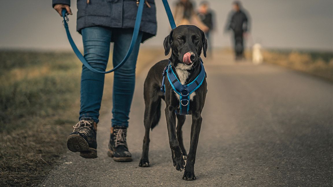 Should You Put an AirTag on Your Dog s Collar