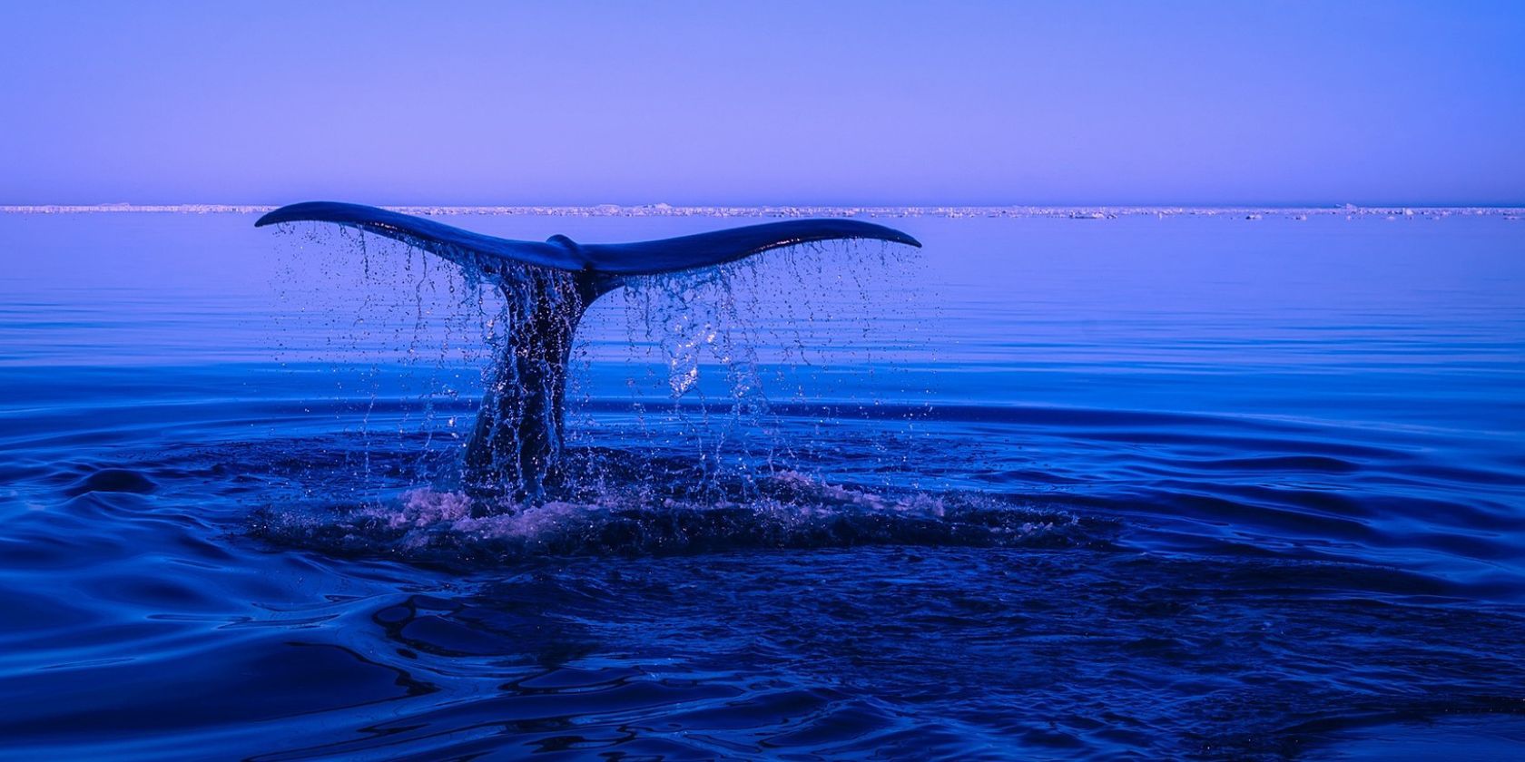 whale tail coming out of ocean