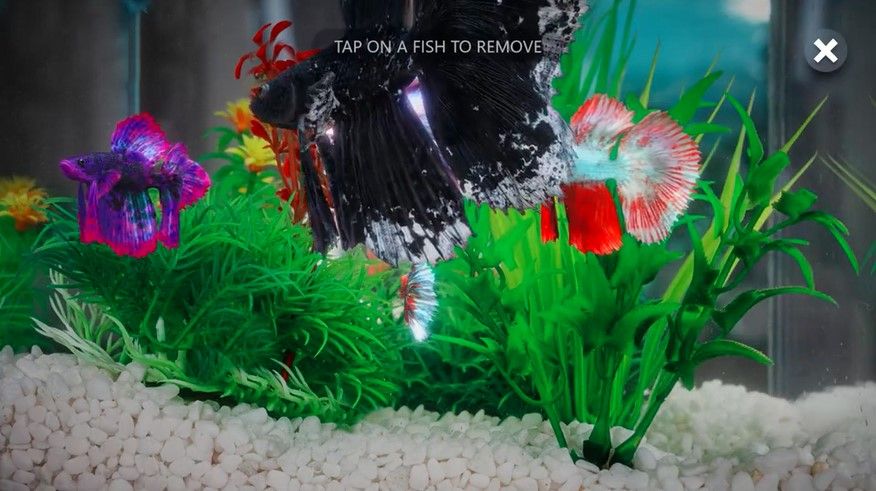 Betta Fish Virtual Aquarium App