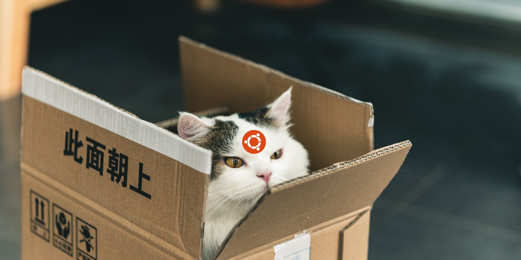 cat in a package with ubuntu logo on its forehead