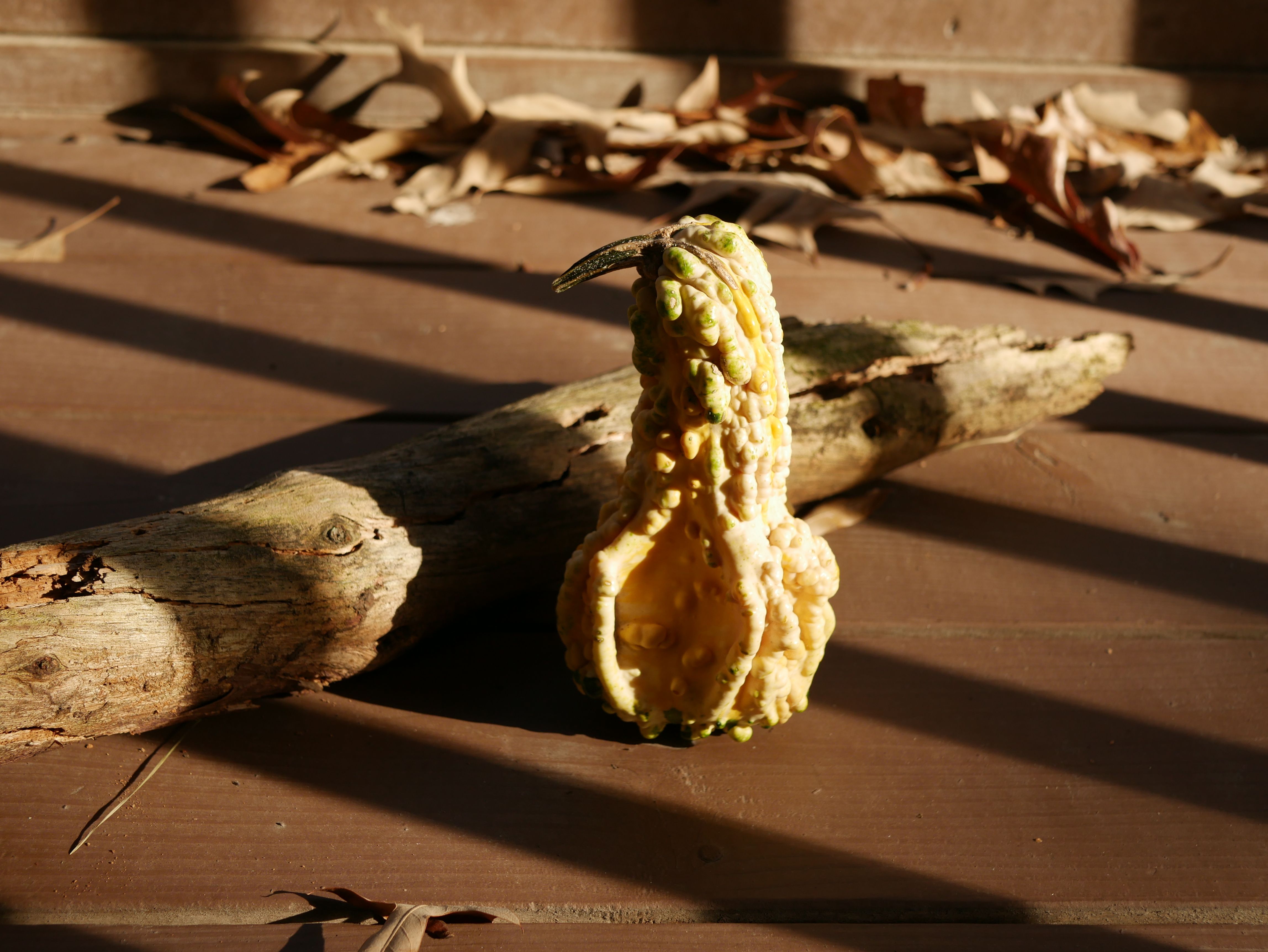 A JPEG of a gourd next to a stick