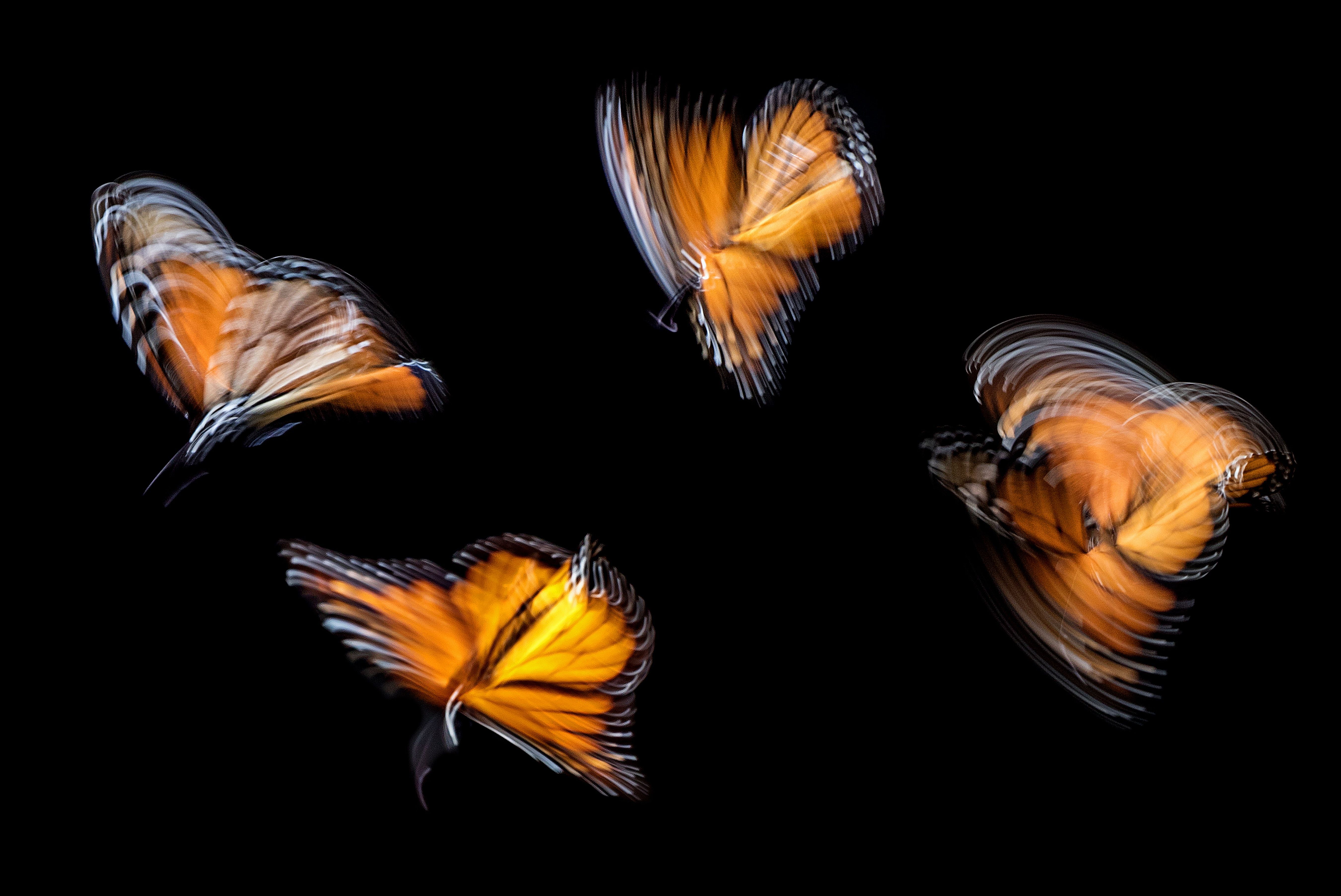 photo of different butterflies with slow shutter speed