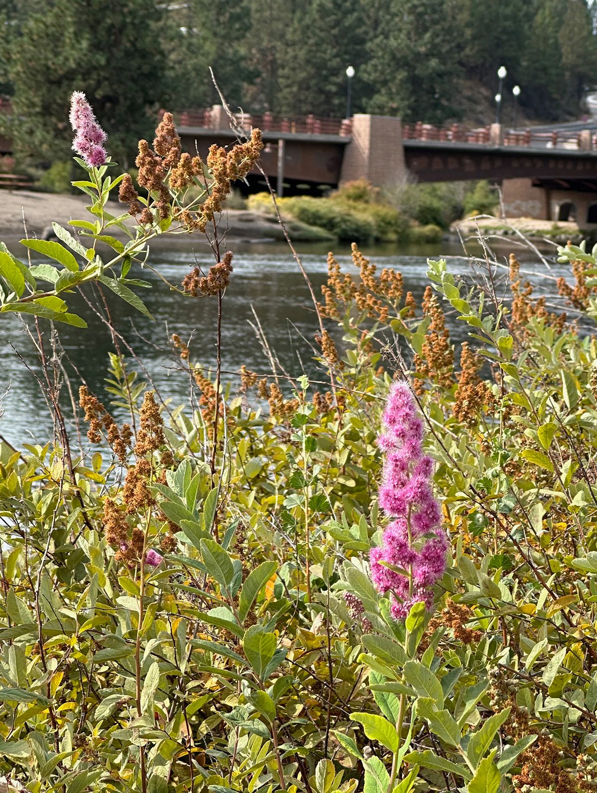 Foto iPhone bunga dengan latar belakang dan jembatan yang sibuk