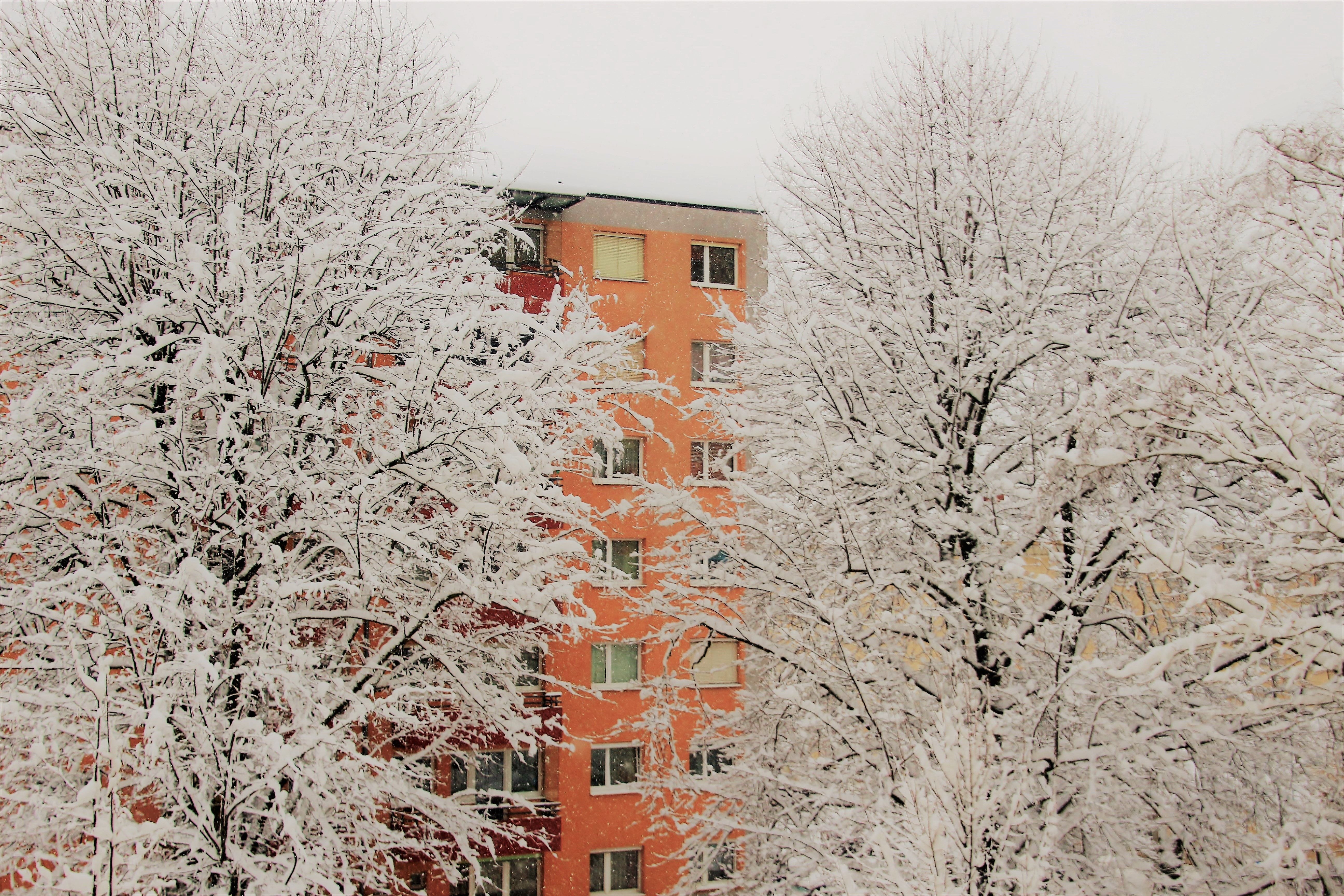 Photo of an apartment and snow-covered trees