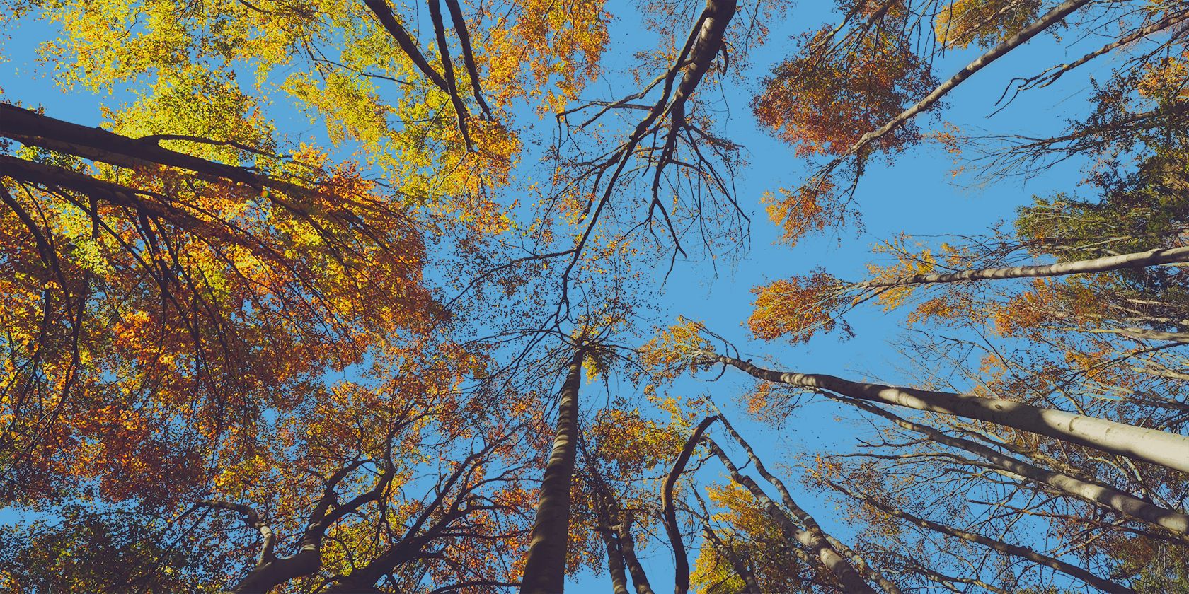 Cover of autumnal treetops and sky