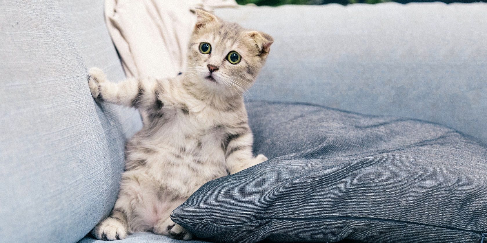 Cute cat on a sofa
