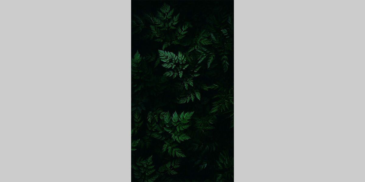 Fundo de Floresta Negra para iPhone