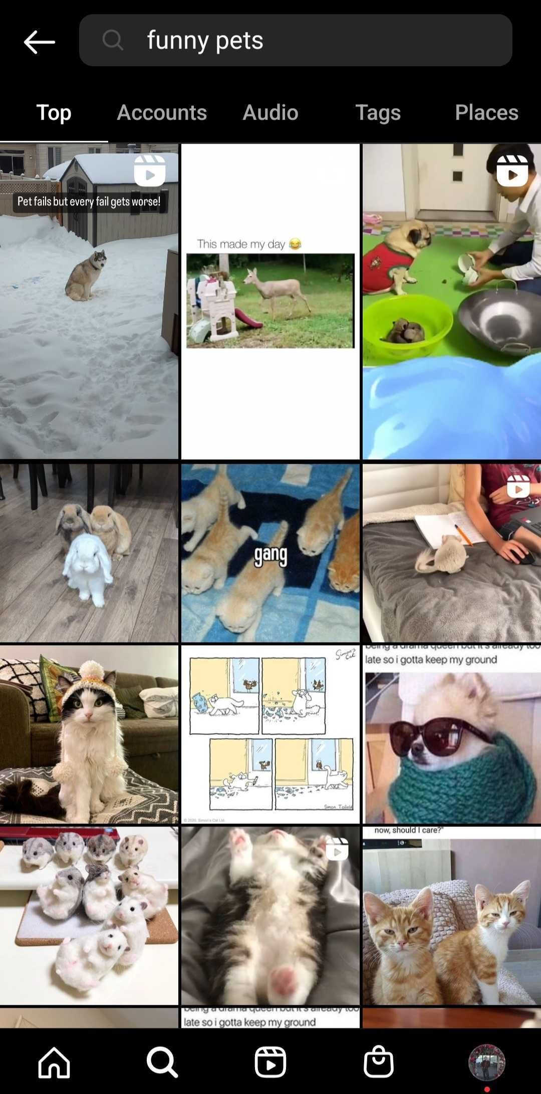 screenshot of funny pets search results on instagram app