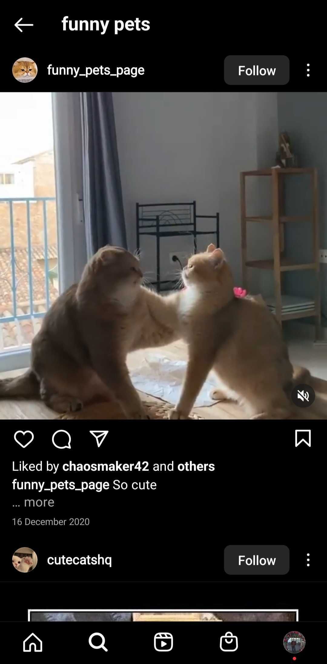 screenshot of cat video on instagram app
