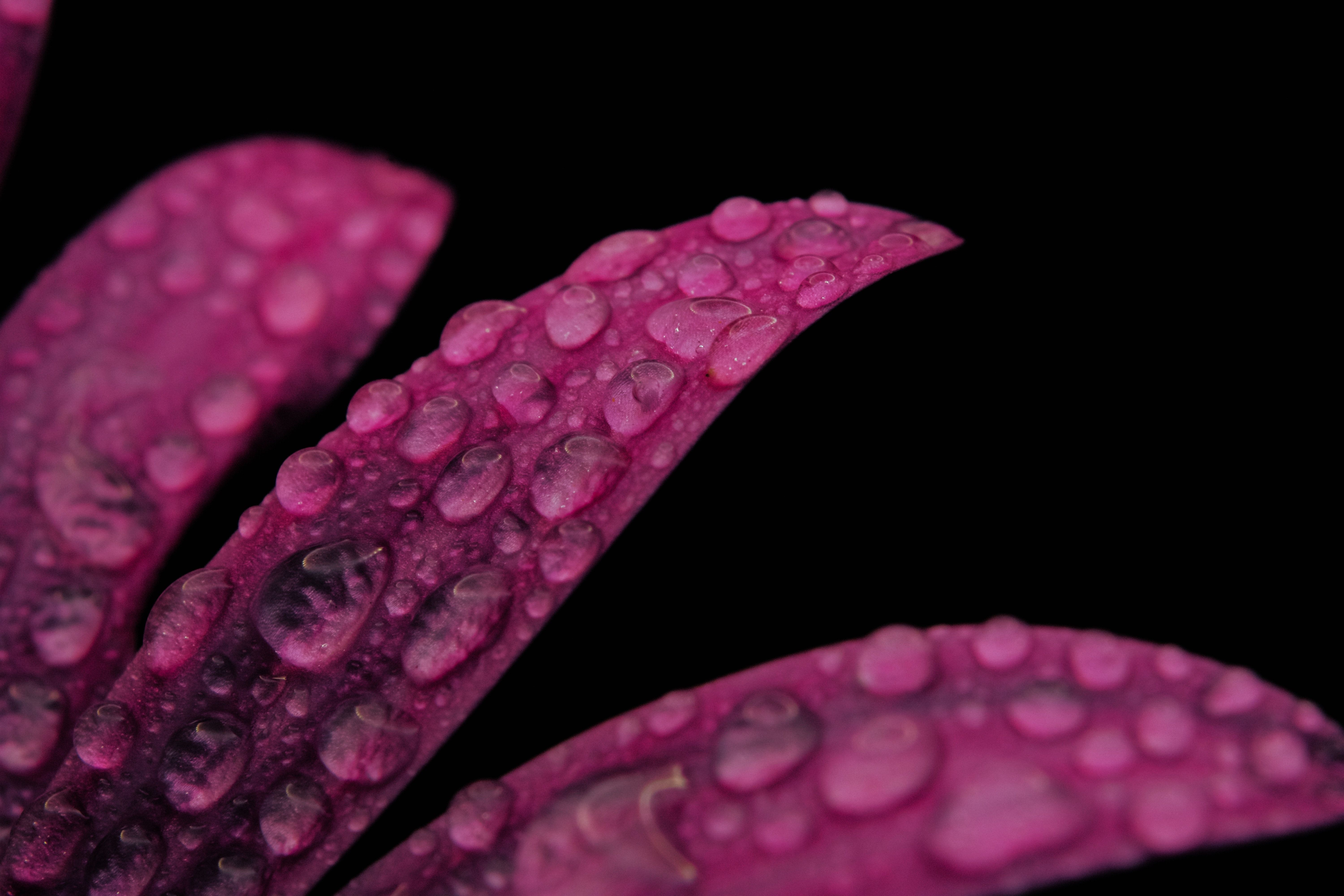 close-up photo of a plant with water droplets
