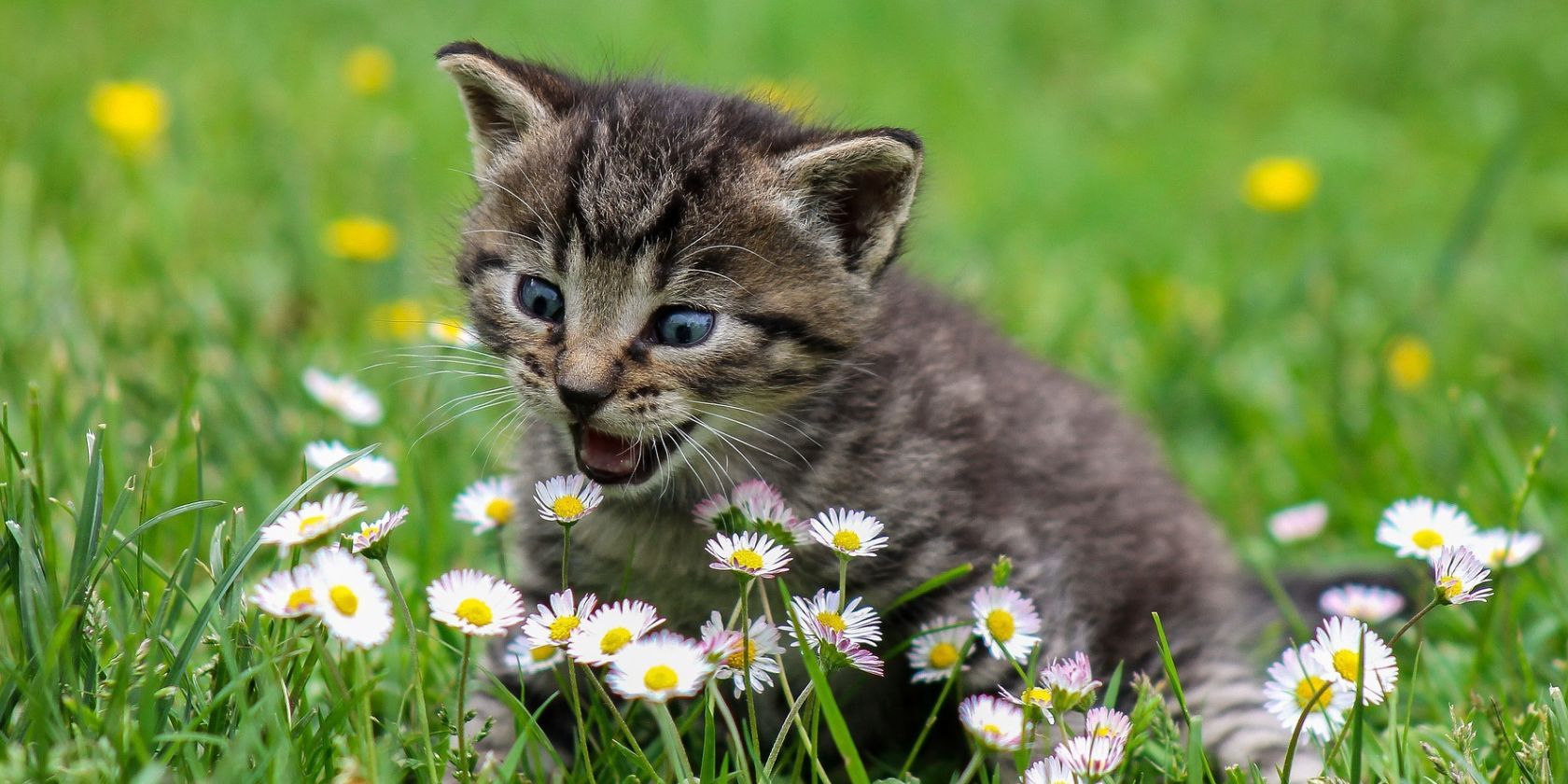 kitten meowing at flowers in garden