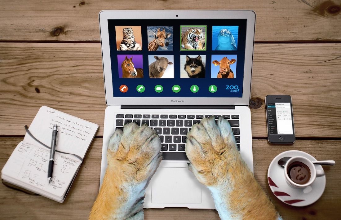 macbook showing an animal video conference and cat paws on the keyboard
