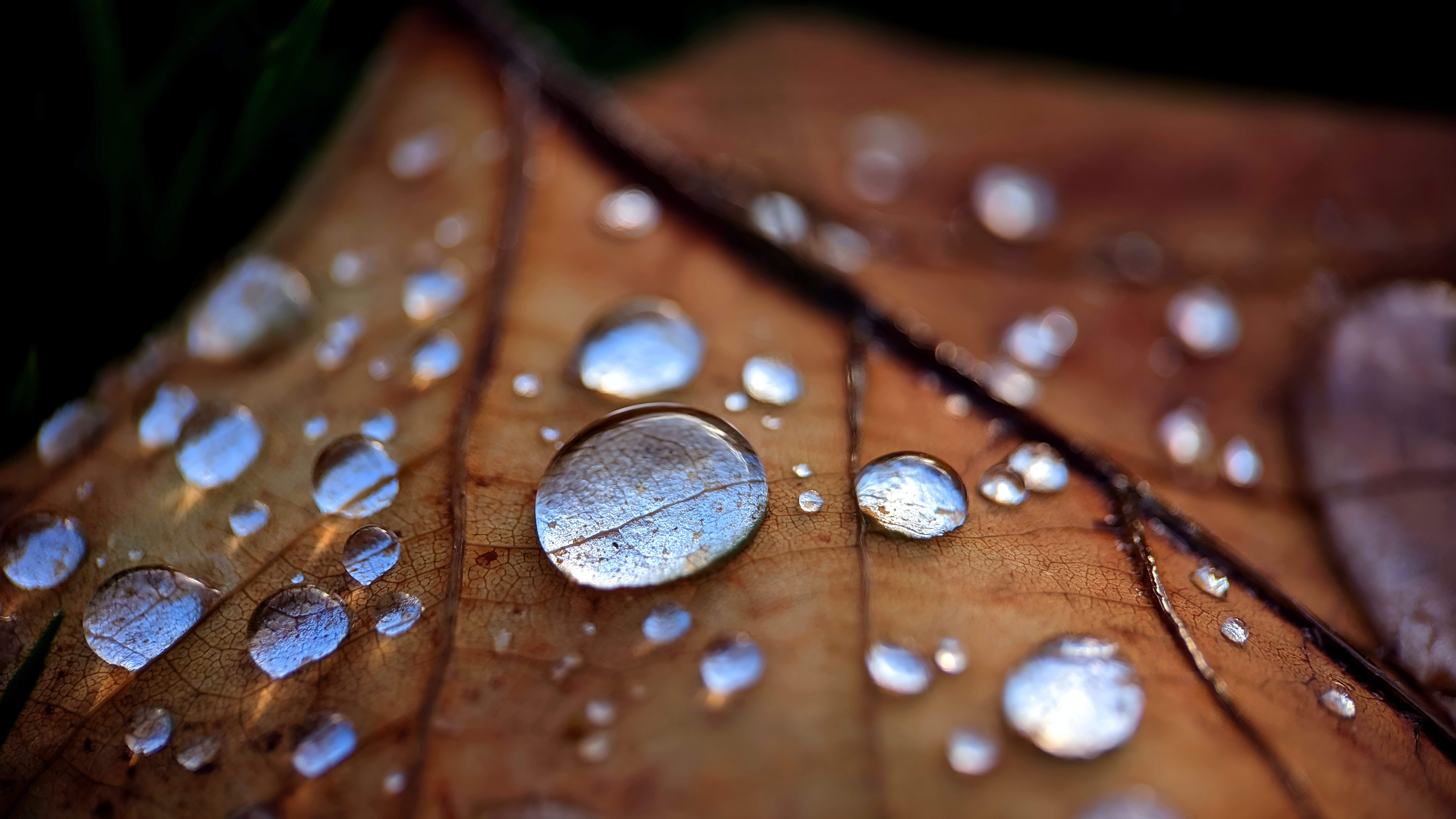 photo of water droplets forming on a leaf