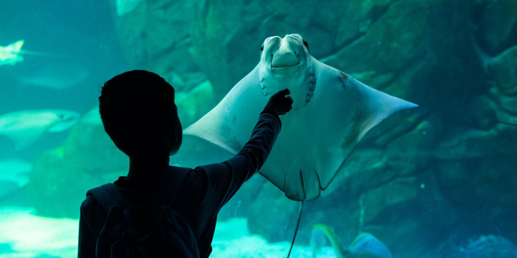 How to Take Amazing Aquarium Photos: 9 Tips