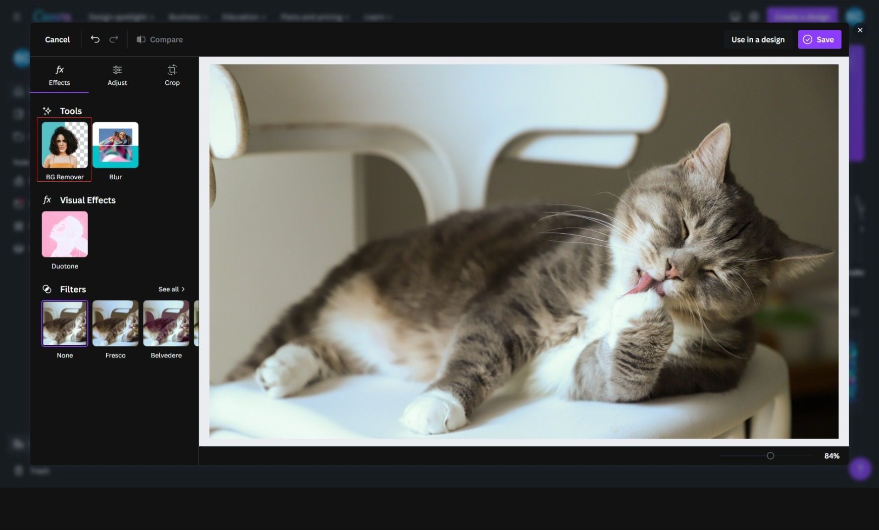 Cat in Canva interface with image editing tools