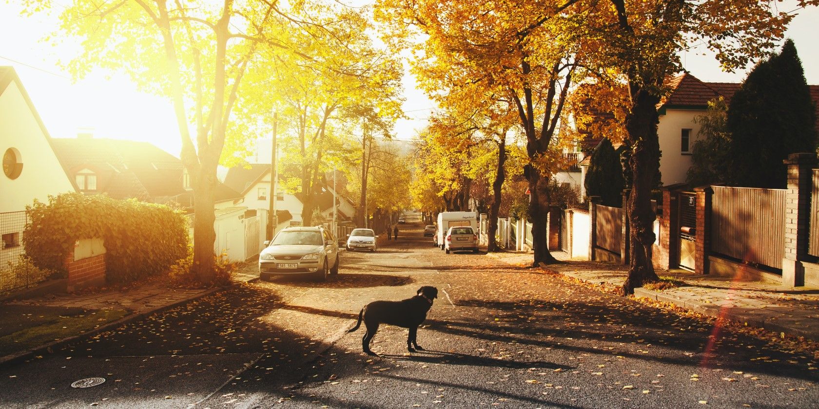 A dog standing on a sunlit neighborhood street