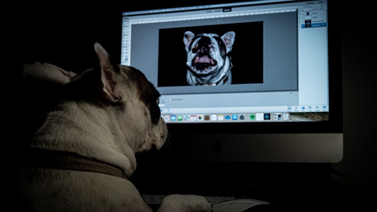 French Bulldog Resorting to Cybercrime Is Sitting in Front of a Laptop