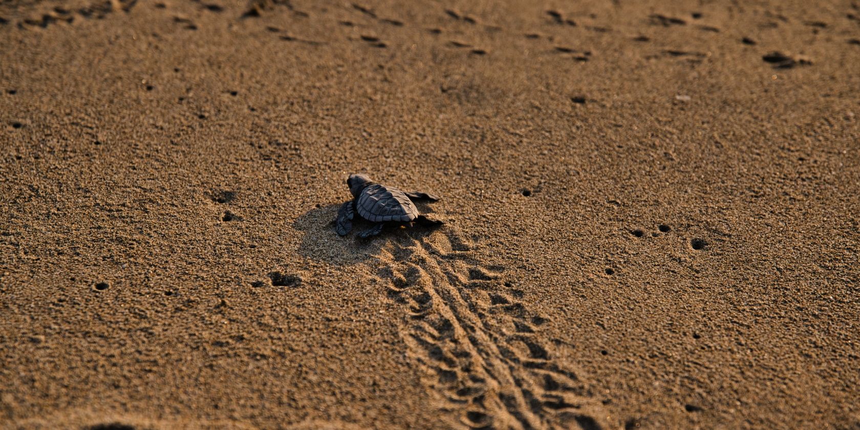 real-turtle-walking-on-sand