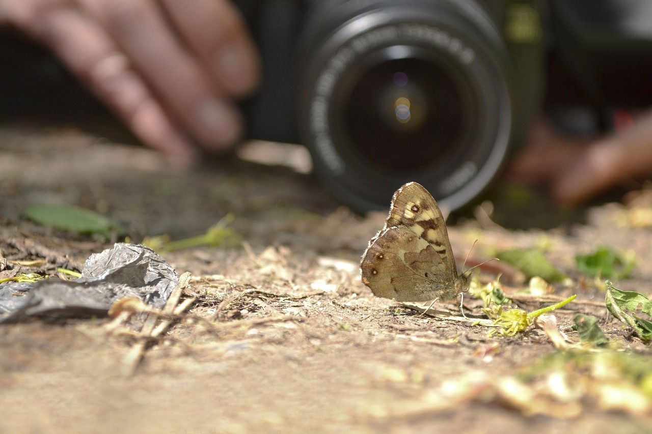 Butterfly and macro lens
