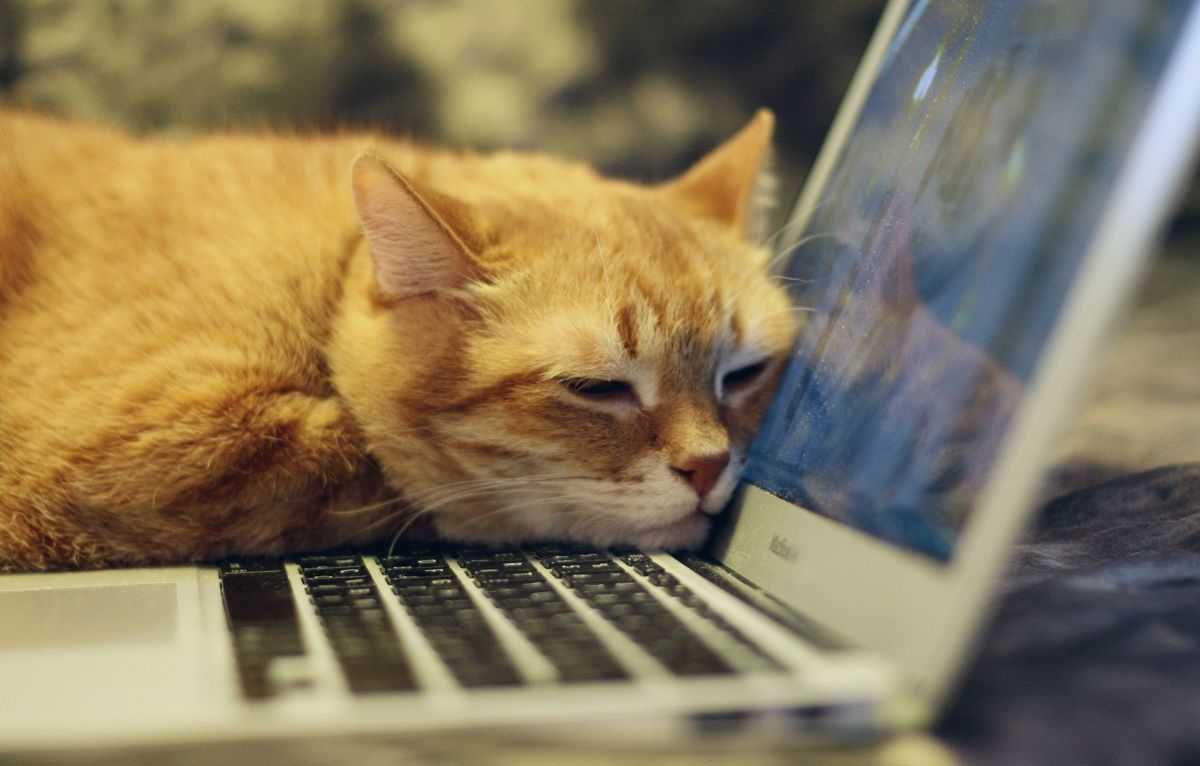 Một con mèo an ninh mạng đang giám sát chặt chẽ một hệ thống thông qua máy tính xách tay để tìm bất kỳ mối đe dọa nào 