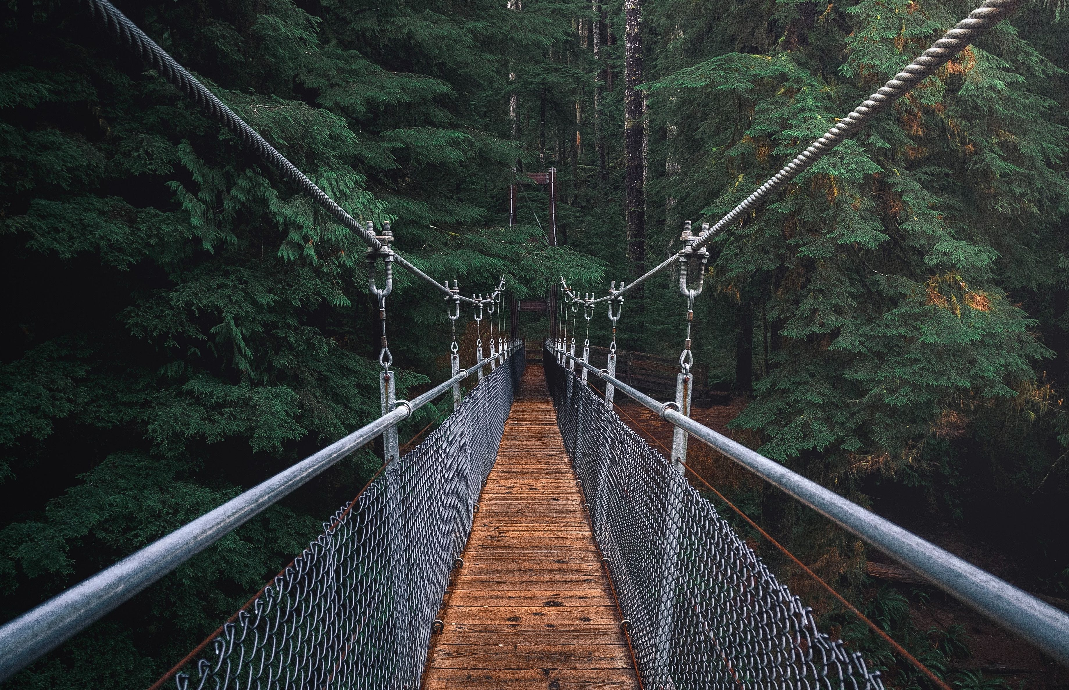 Hanging-Bridge-Forest