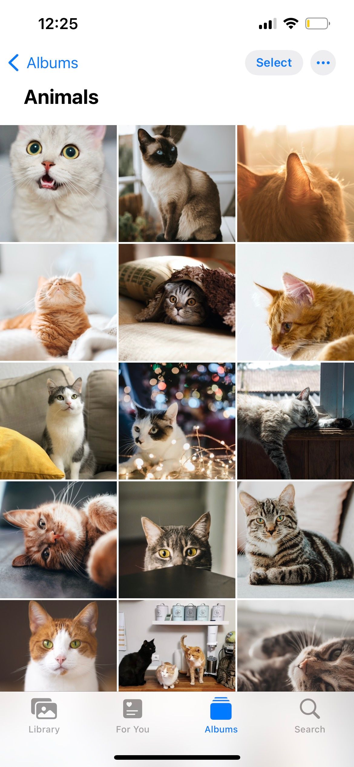 album foto iphone dengan kucing