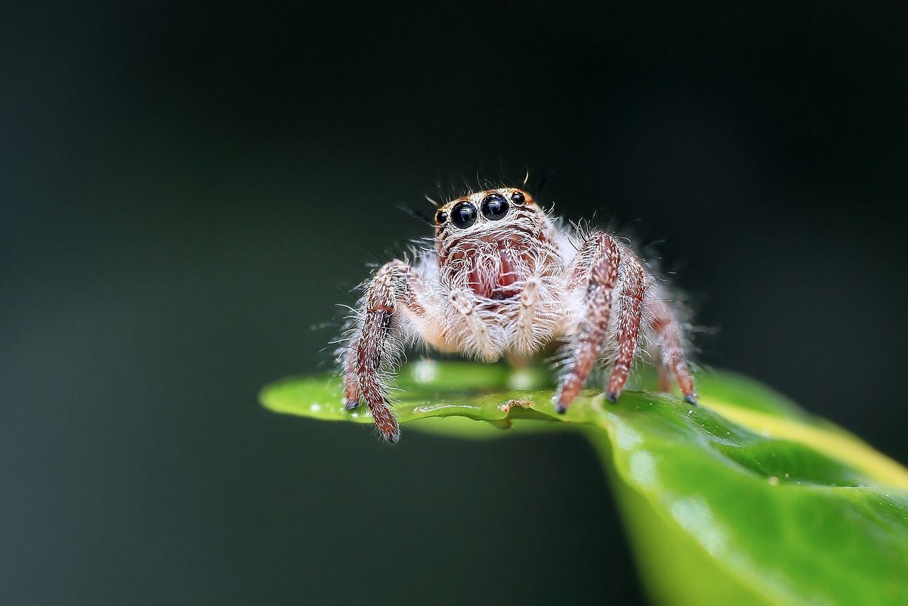 photo of a spider close-up