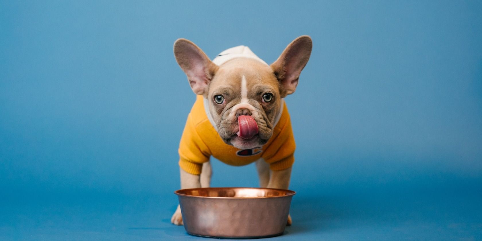 A dog licking its lips in front of food