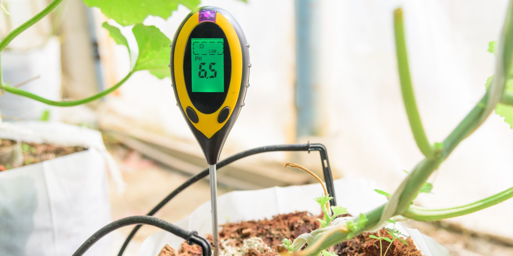 Plant moisture meter displaying PH readout of potted plant