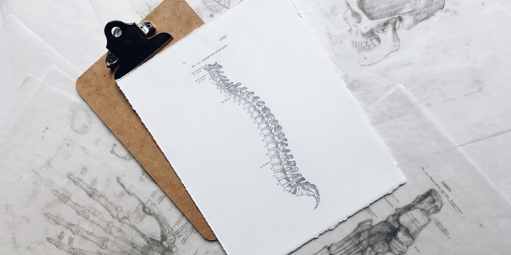Sketch-of-a-human-spine