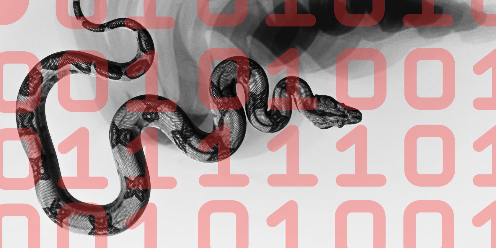 black and white image of snake behind red binary code