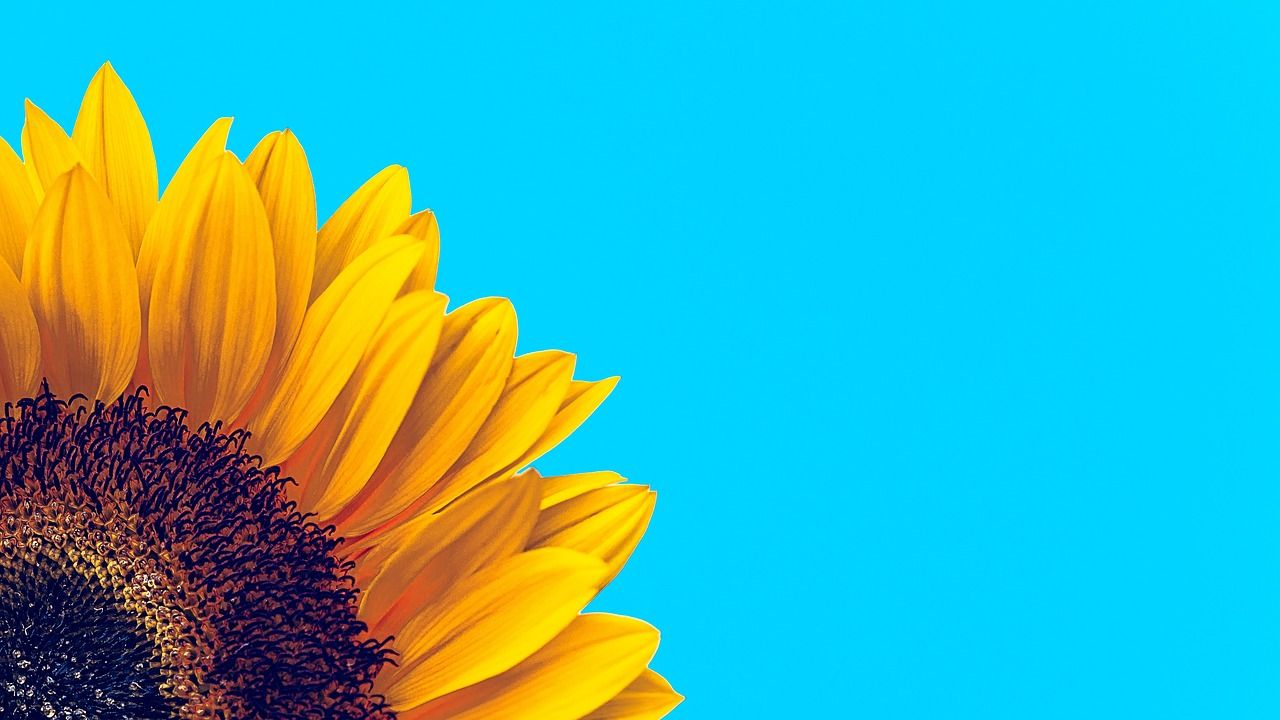 Sunflower-Blue-Background