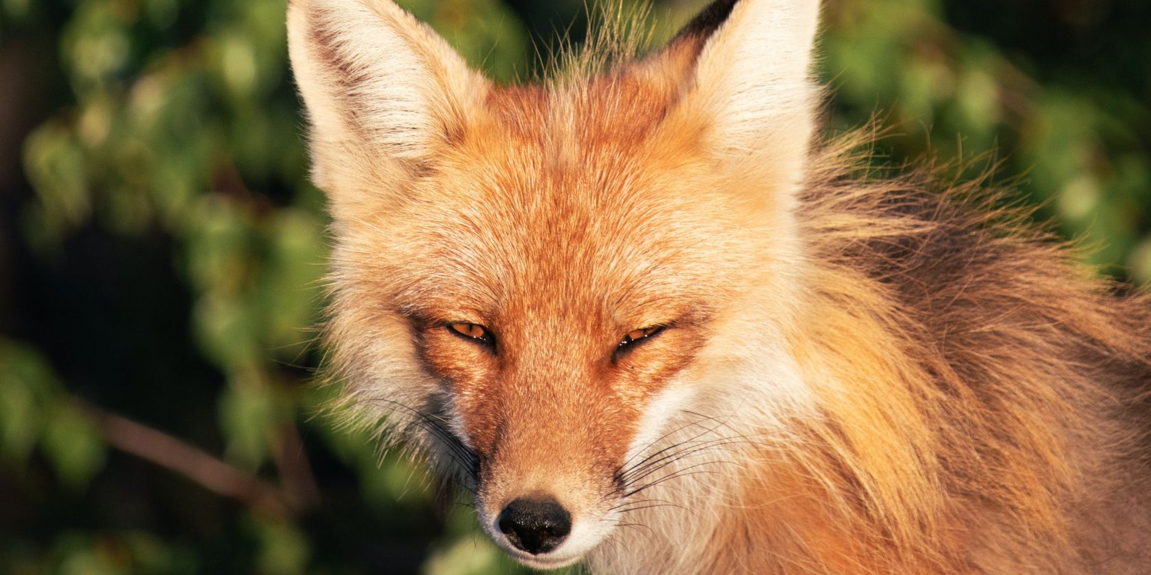 photo of a fox in the sunlight