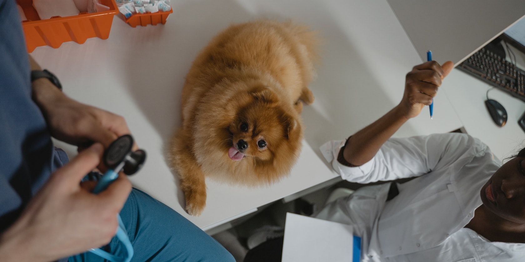 A Pomeranian over the Diagnostic Table Inside a Clinic