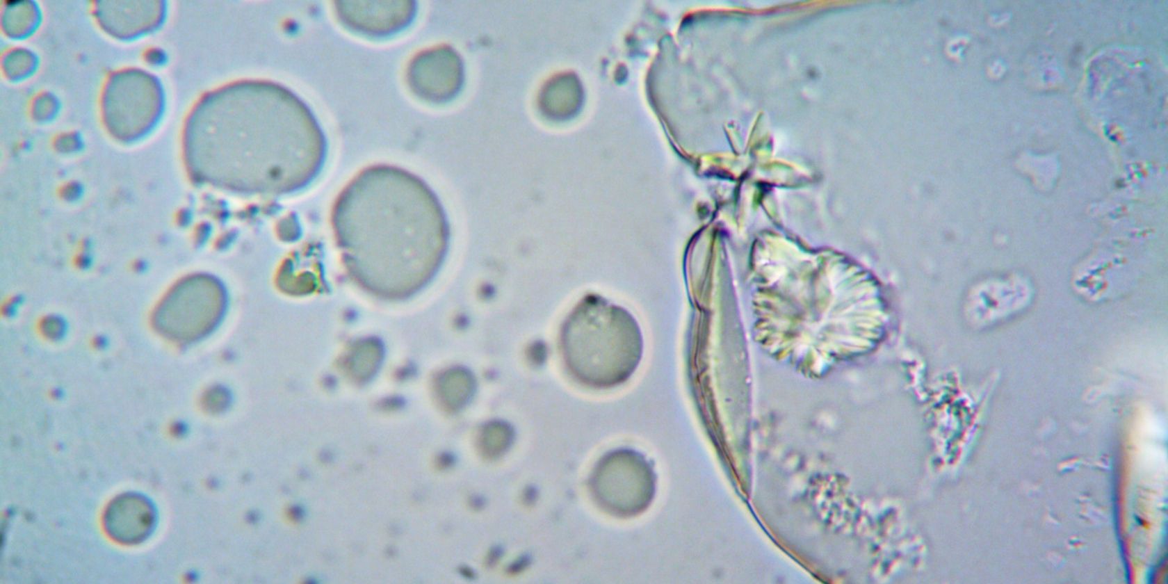 cells under a microscope slide