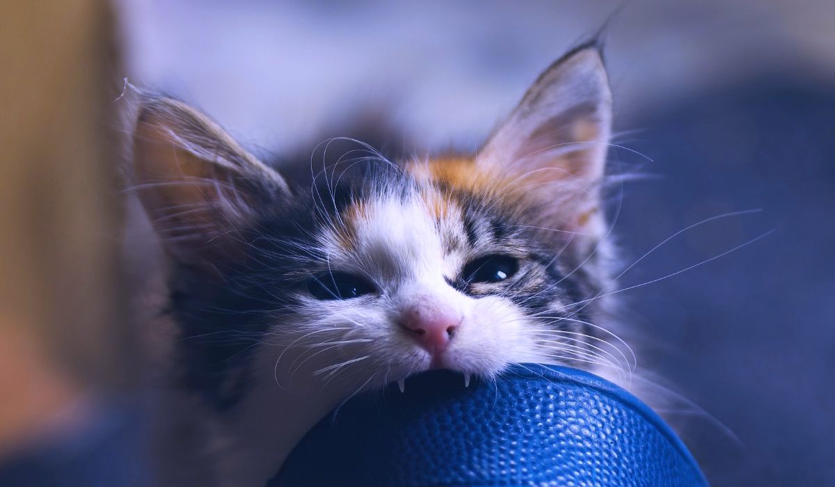 A kitten biting something