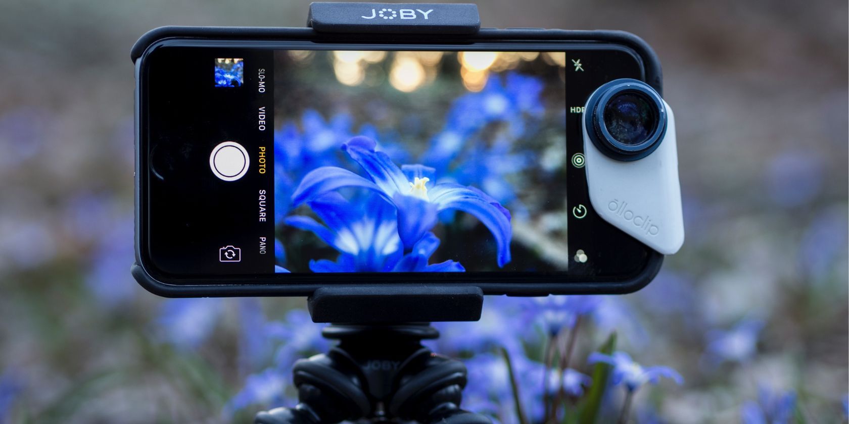 iPhone on a tripod stand taking a close-up picture of a blue flower 