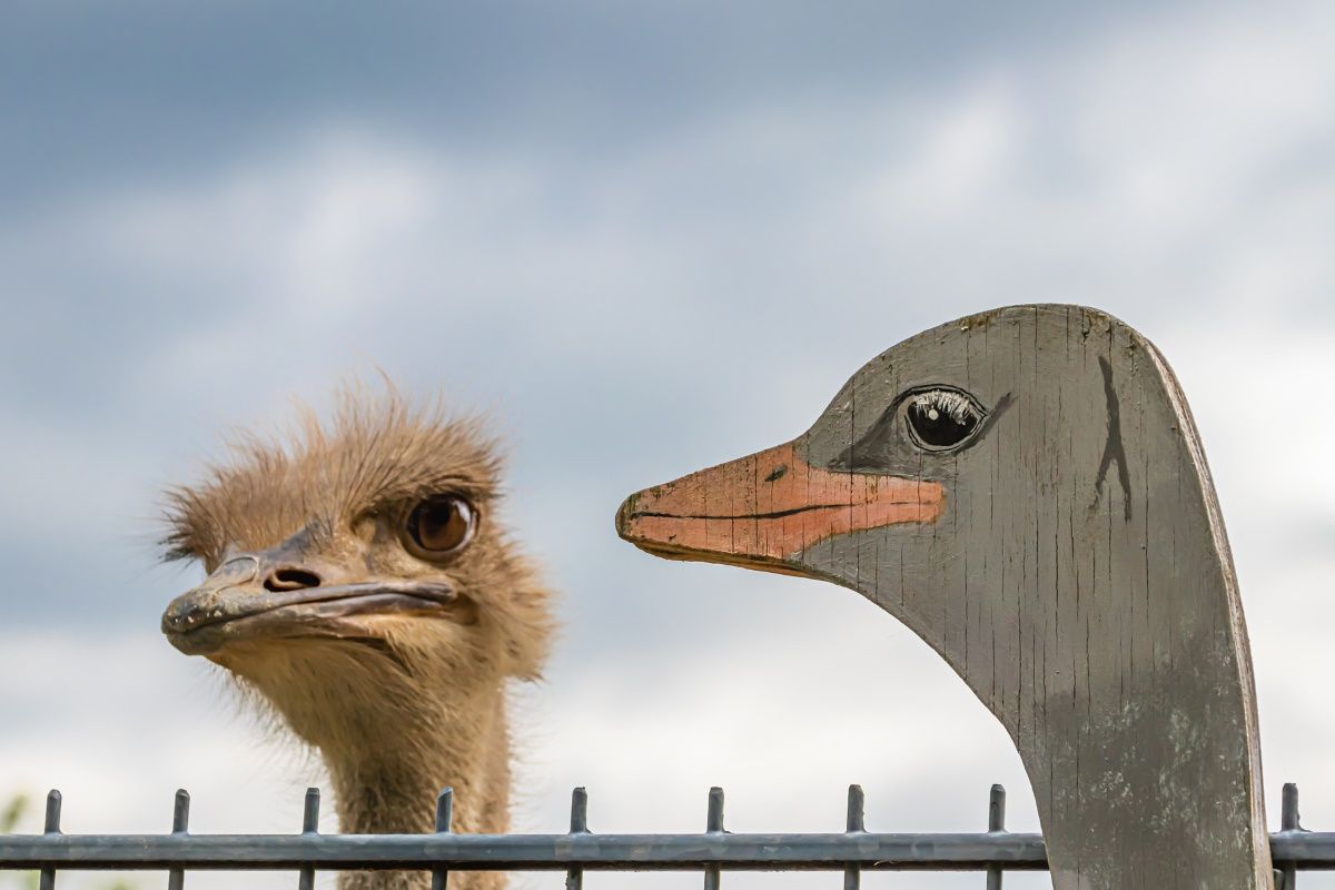 The real ostrich looks at the fake one over the fence.