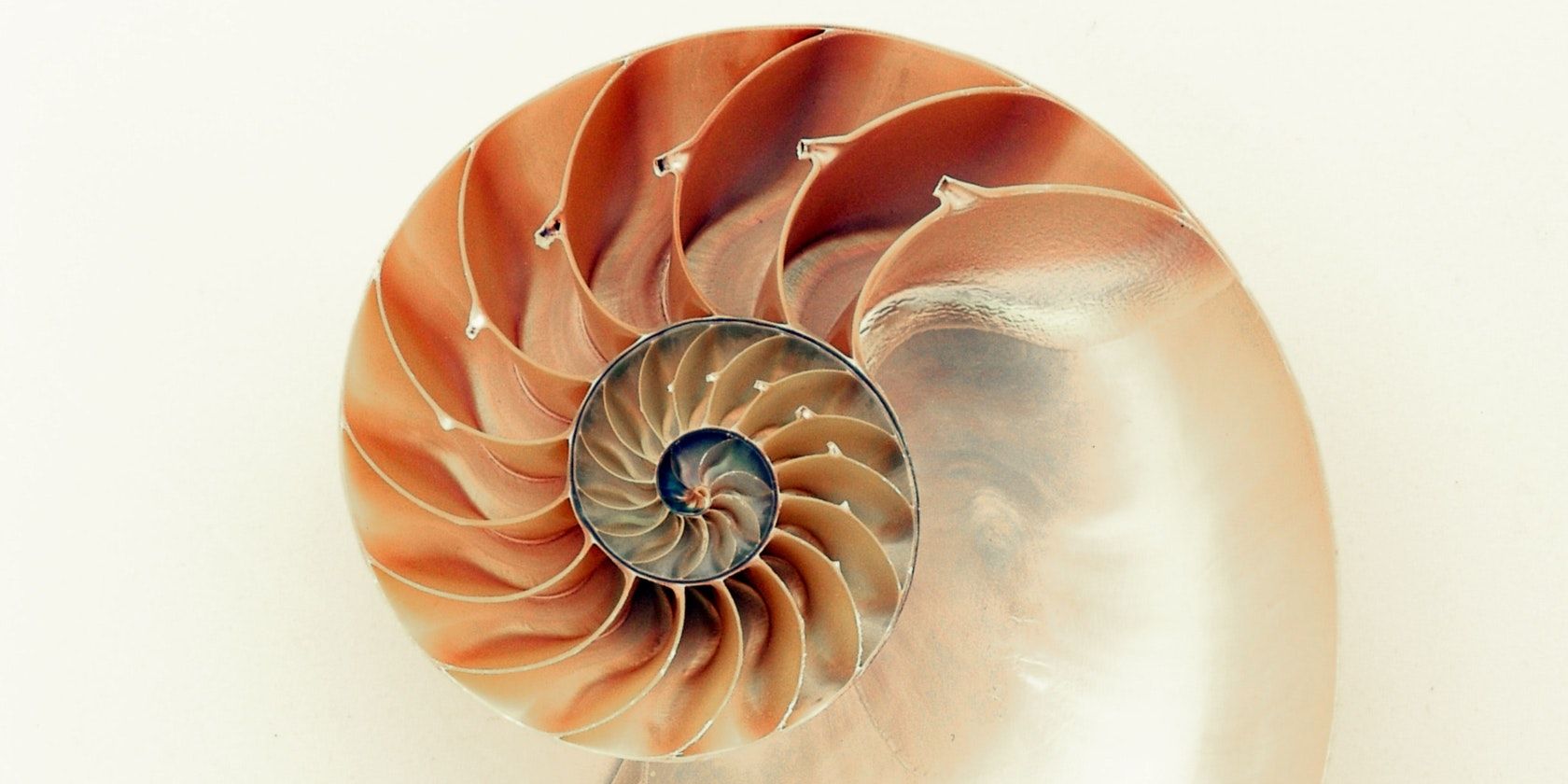Spiraling seashell