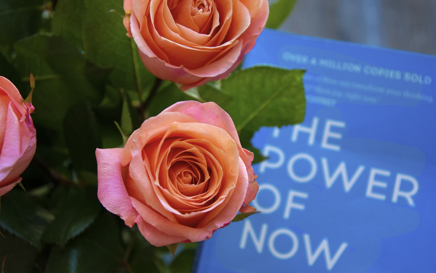 El poder del ahora de Eckhart Tolle libro detrás de las rosas