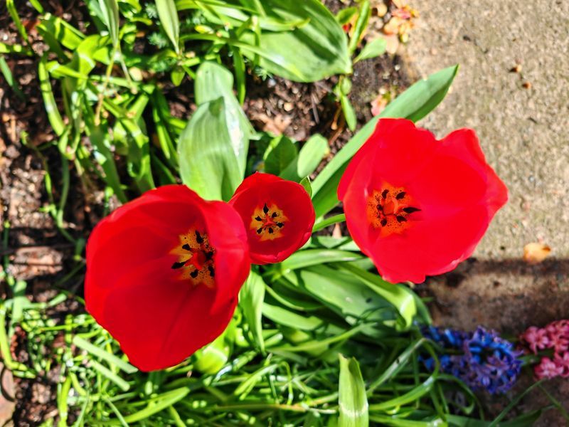 Three red tulips_result