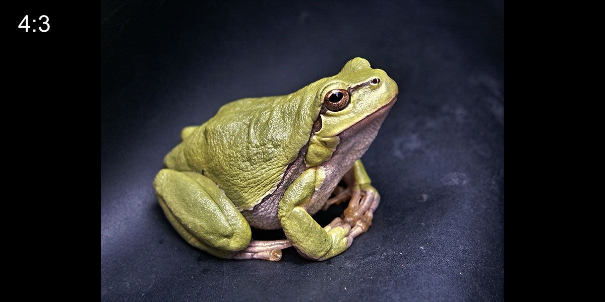 4:3 aspect ratio green frog