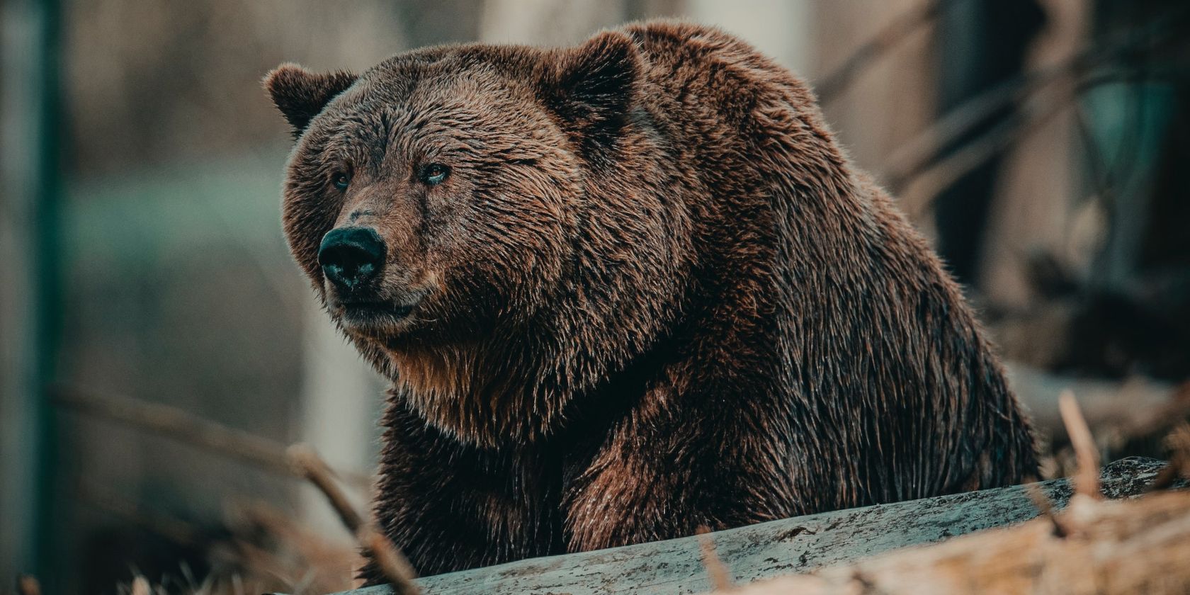 a brown bear looking mean