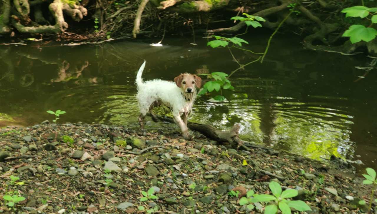 A scruffy long haired jack russell terrier named Bill Bailey standing next to a stream
